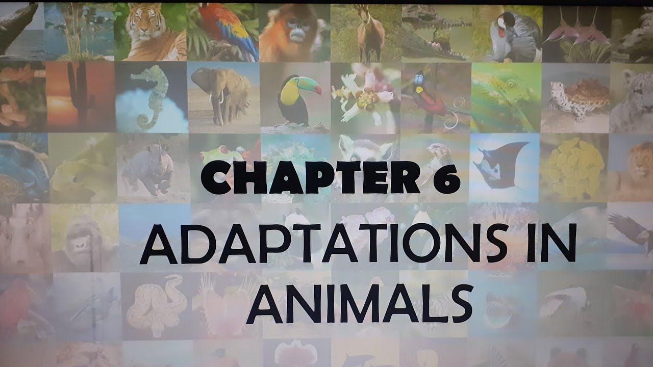 CHAPTER 6 PART 2 ADAPTATIONS IN ANIMALS, AQUATIC ANIMALS, AMPHIBIANS