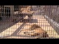 小諸市動物園 ライオン の動画、YouTube動画。