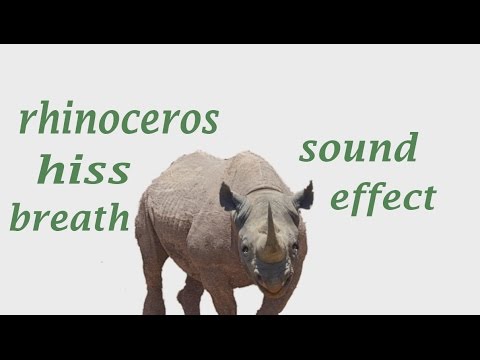 The Animal Sounds:  Rhinoceros Sounds / Sound Effect / Animation