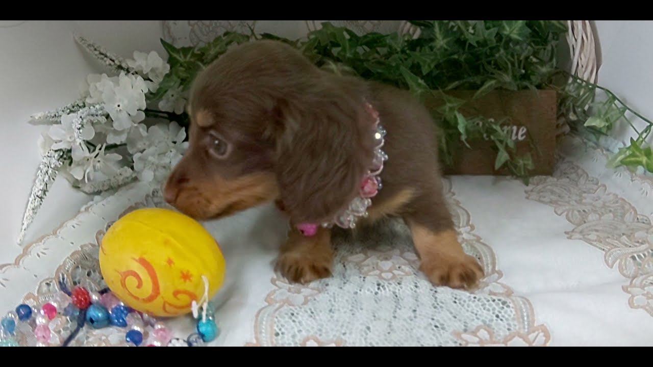 カニンヘンダックスフンド ロング 鹿児島県 女の子 21年9月日 チョコタン おめめがクルッとした 人気のチョコタン ちゃんです みんなのブリーダー 子犬id 2112