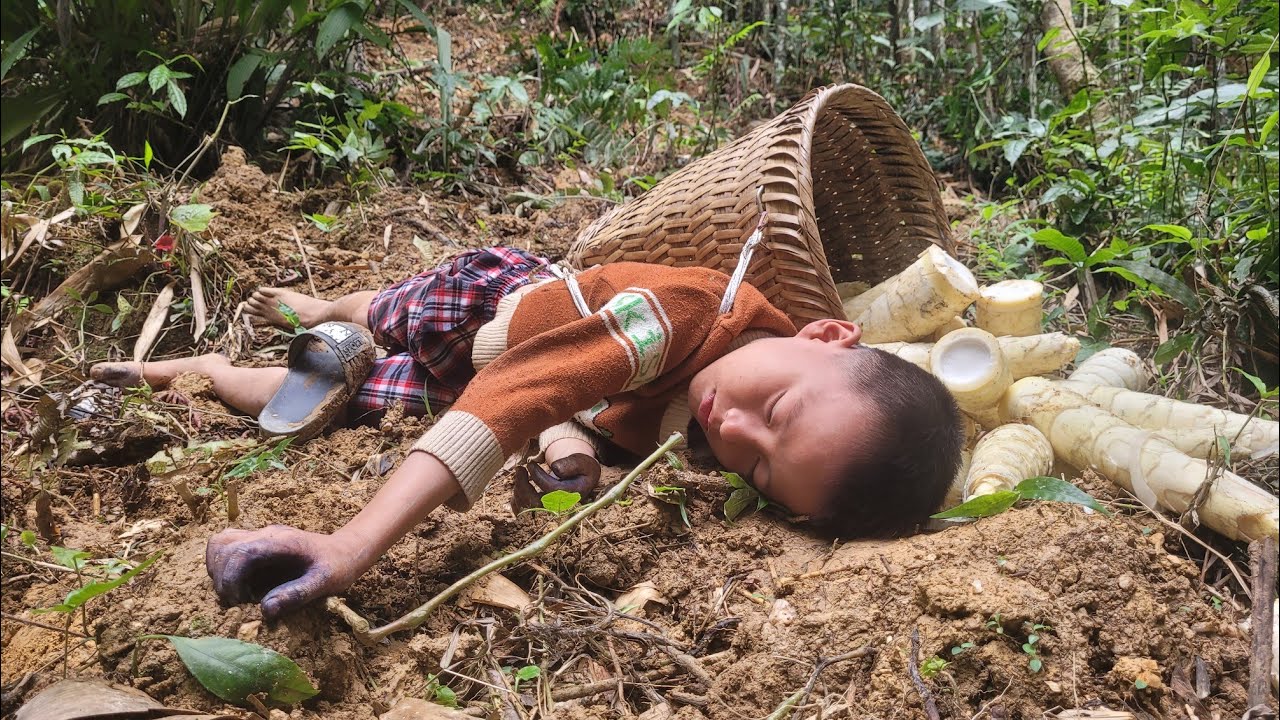life is hard two brothers go into the forest to find bamboo shoots to ...