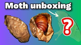 What’s inside the cocoon!? : let’s open it and see