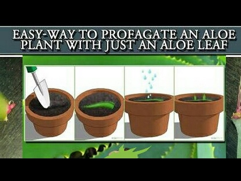 Grow Aloe Vera From A Single Leaf How To Grow Big Aloe Vera From