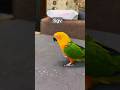 Parrotstutasbird status lovestorystatus sgvsantosh graphic vlogs new