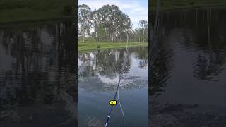 Crazy Surface Fishing Action