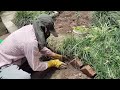 SANKHAR KUMAL #GARDENER #UAE