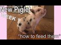 First Week With A Mini Pig - How To Feed Your Piglet