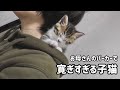 お母さんのパーカーでくつろぎすぎる子猫