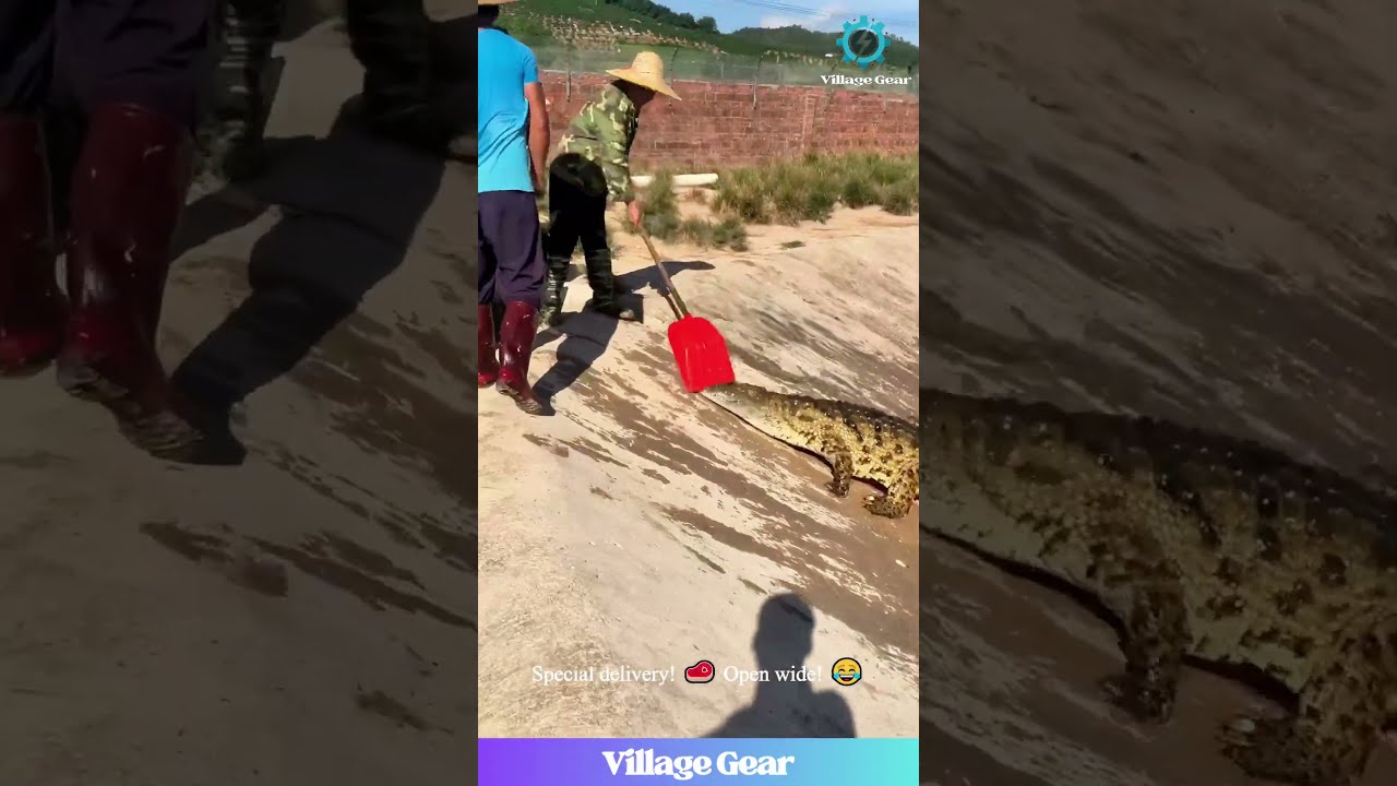 Dude S Job Is Feeding Dinosaurs That Shovel Feed Tho Crocodile Funny Wild
