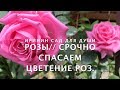 РОЗЫ// Срочно спасаем цветение роз.