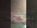 ☘️ওই ☘️গাছের ☘️ পাতা ☘️রোদের ☘️ঝিকিমিকি ☘️#shortvideo #viralvideo #song #reels