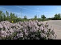 Relaxing Walk Beautiful Spring Flowers - Relaxing Music and Nature Sounds 1080p HD Video