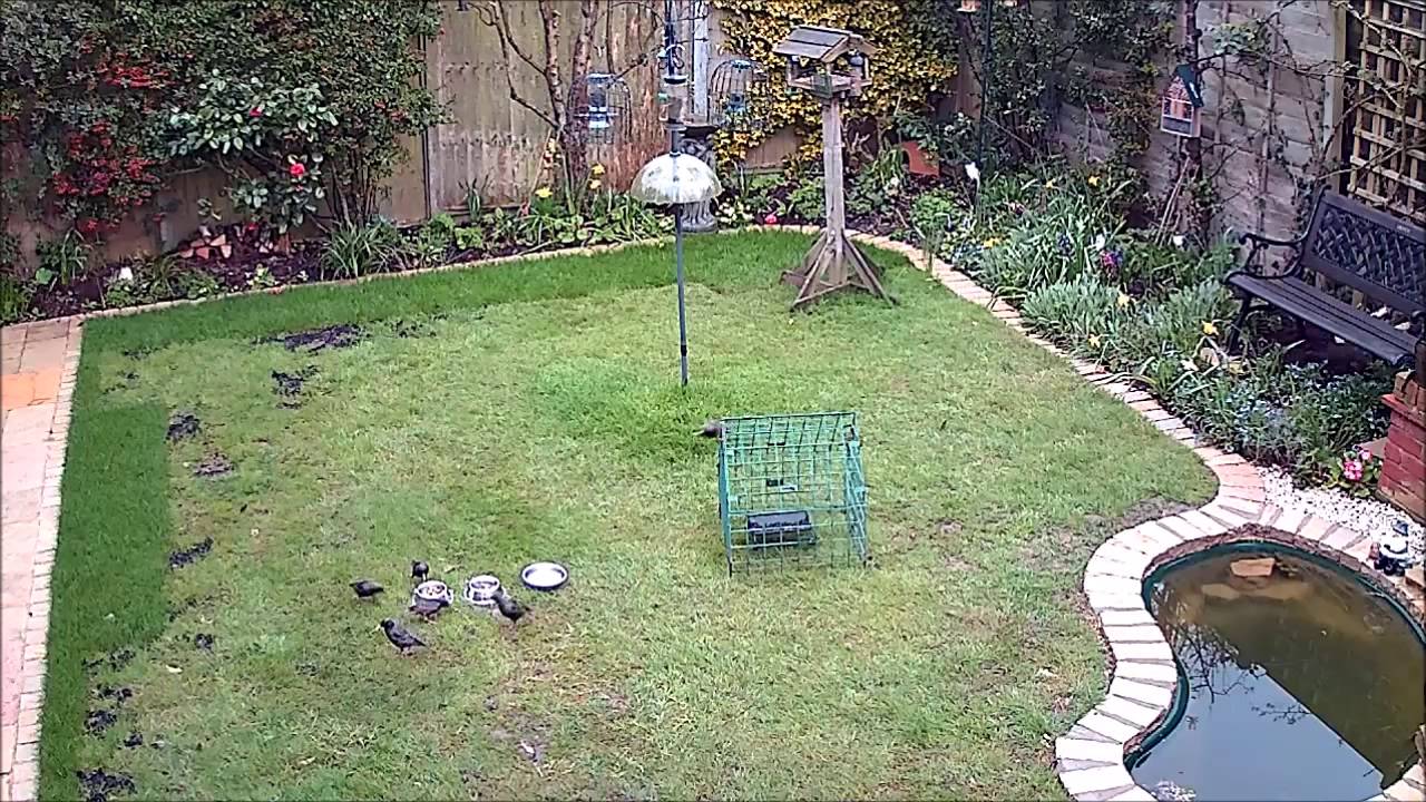 hedgehog meaning in hindi Fight over Hedgehog Scraps - Starlings not in decline in our garden