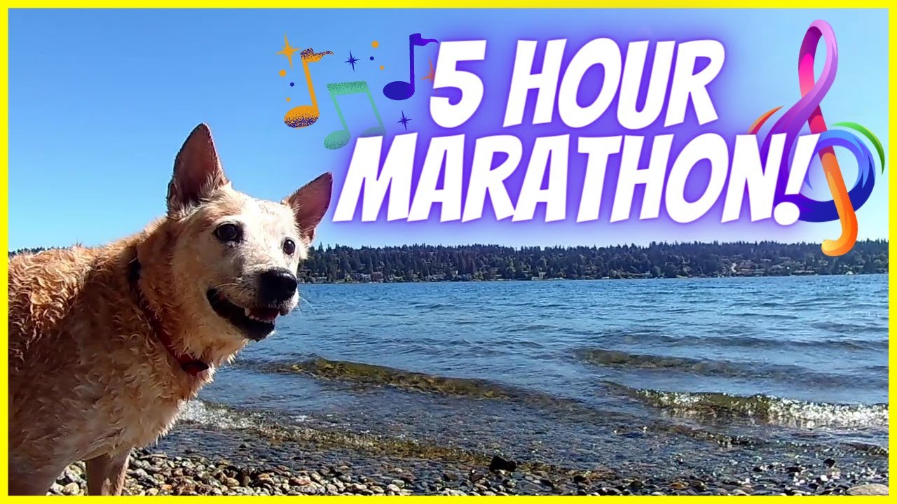 Relaxing Music & Virtual Dog Walk