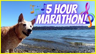 Relaxing Music & Virtual Dog Walk