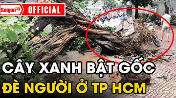 Cây bật gốc, tét nhánh 