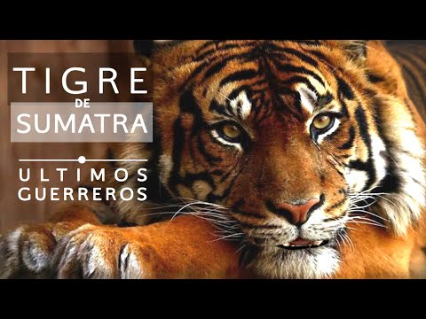 Video: Tigre de Sumatra: descripción, cría, hábitat
