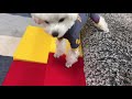 手作りペットステップ