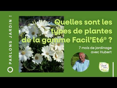 Vidéo: Types de plantes naines Summersweet : choisir des variétés naines Summersweet