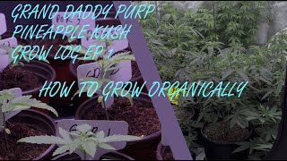 How I Grow Grand Daddy Purple And PineApple Kush Organically (GDP PAK GROW LOG EP 1)