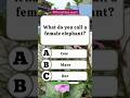 What do you call a female elephant?🤔 #quiz #trivia #shorts #usashorts #quizshorts #gkquiz #usa #gk
