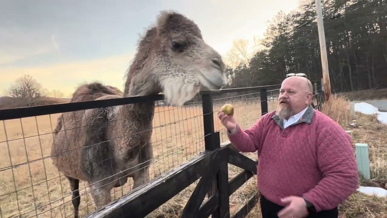 Craig County Camel Named Charlotte.