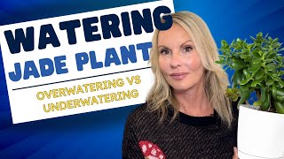 JADE plant WATERING (overwatering VS underwatering) OVERWATERED jade plant | MOODY BLOOMS