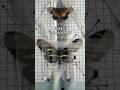 im obsessed w/ # now. #entomology #gardening #pinningbutterflies #insect #butterfly