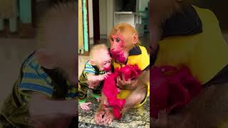 Two monkeys eating dragon fruit are so cute #monkeyshort #monkeycute