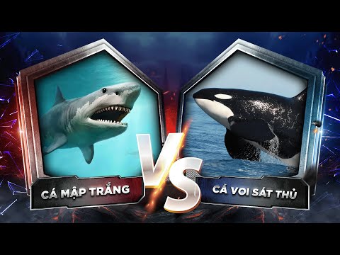 CÁ VOI SÁT THỦ đối đầu CÁ MẬP TRẮNG – QUÁI VẬT ĐẠI DƯƠNG ĐẠI CHIẾN | EP2 #mcv #giaitri #review