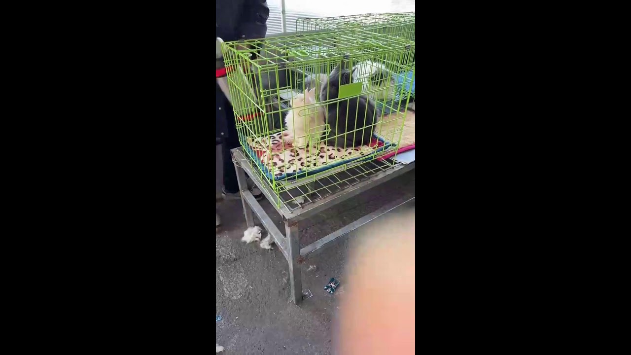 🔴 LIVE: Chinese Cat Market Showcase | Fluffy Kittens & Urban Pet Culture