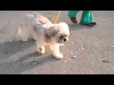 sara-lee-the-lhaso-apso-walking-day-after-dr.-cooper-performed-back-surgery