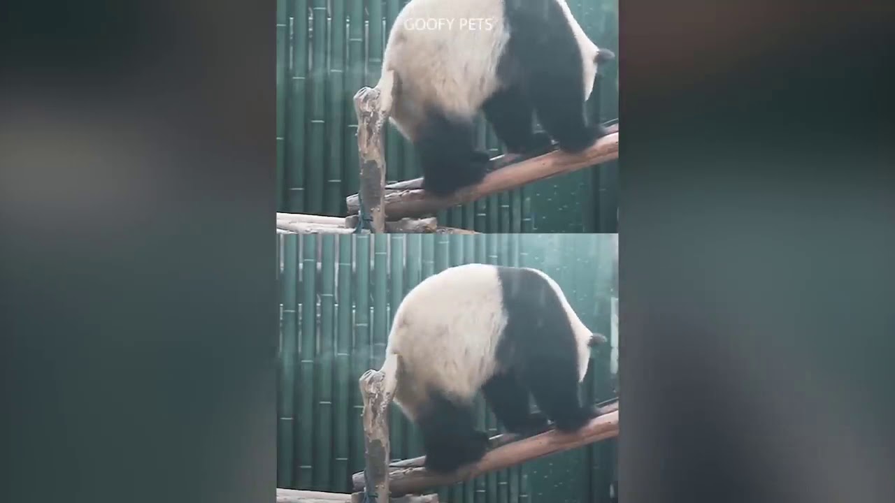 Cute baby pandas - YouTube