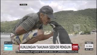 Seekor Pinguin Kunjungi Manusia Penyelamatnya Setiap Tahun