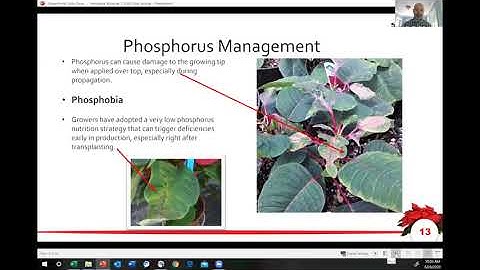 Tech On Demand: In the Break Room - Poinsettias (Part Four) Nutrition & Fertility
