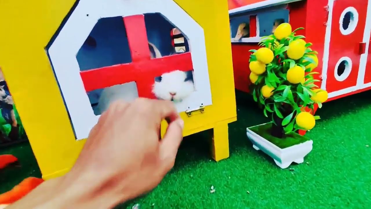 Cute chickens, colorful chickens, rainbow chickens, cute rabbits, cute ducks, koi fish, cute animals