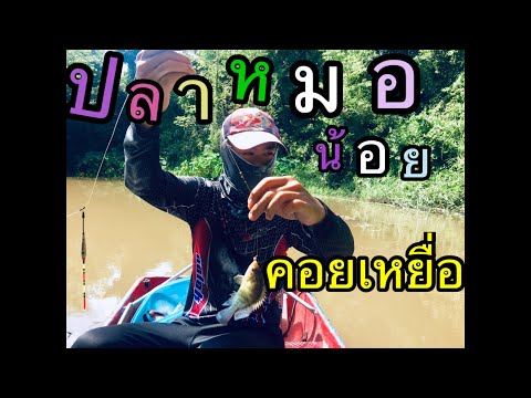 ตกปลาหมอช้างเหยียบ