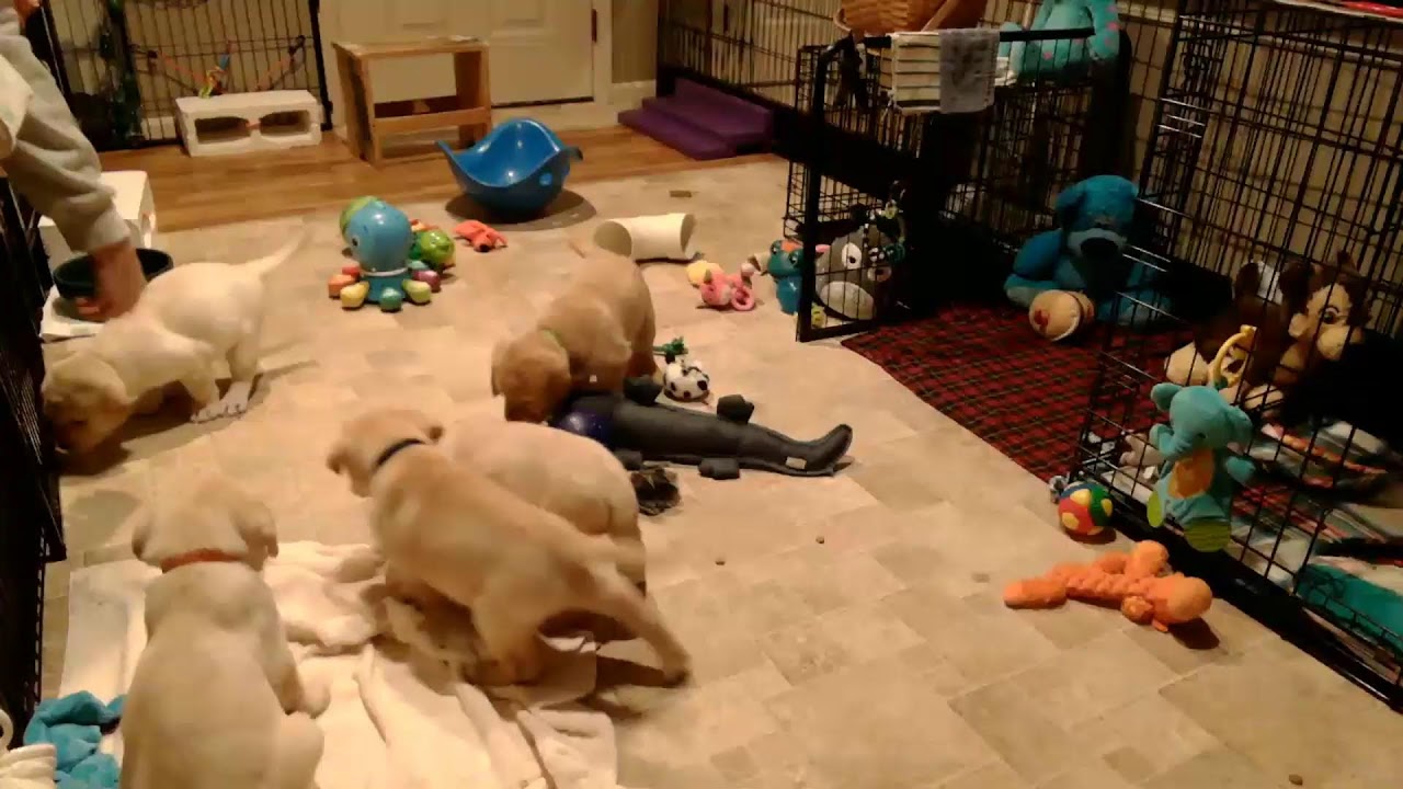 Susquehanna Service Dogs Puppy Cam