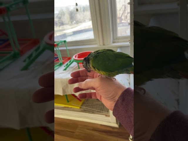 My green cheek conure greets me when I come home from work. #conure #parrots #talkingparrot class=