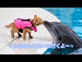 ココがイルカさんに会いに行くよ～🐬”Coco's Cozy Kitchen Diary!”『I'm going to see the dolphins.』#asmr