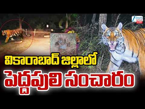 LIVE: High Tension In Vikarabad | Tiger Spotted In Vikarabad | వికారాబాద్ జిల్లాలో పెద్దపులి సంచారం - ZEE24TELUGUNEWS