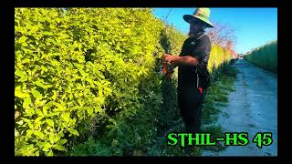 Satisfying Hedge Trimming ‼STHIL HS45 #satisfying #hedging #gardening #transformation #viral #tips