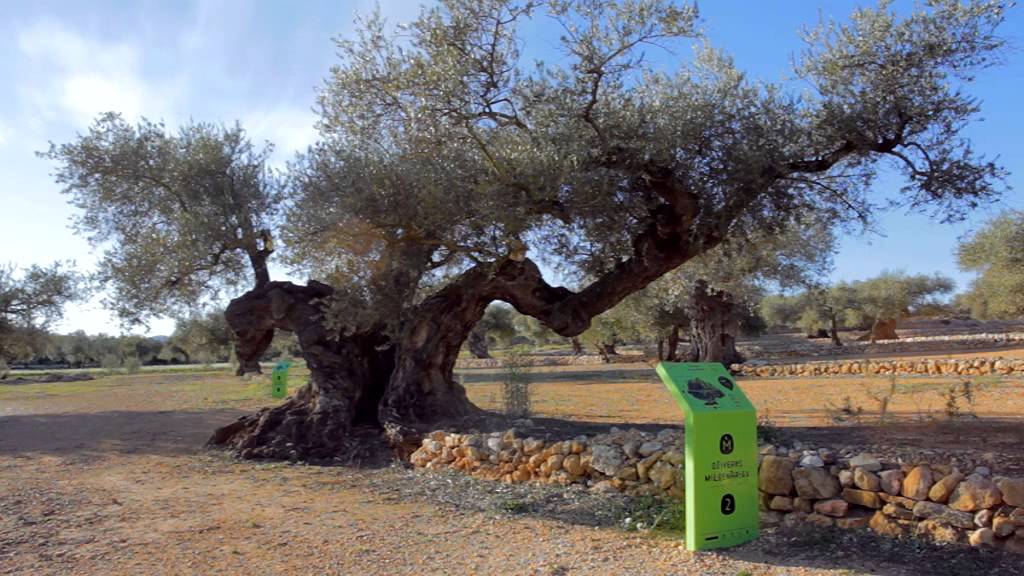 PAISAJE HISTÓRICO DE OLIVOS MILENARIOS DEL SÉNIA