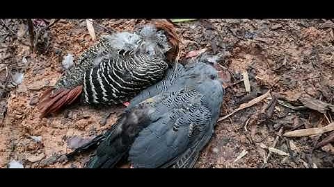 Dib qaib qus 2022-2023.  ต่อไก่ป่า .