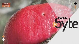 #AWANIByte: Lintah bulan merah jambu ditemui di Australia!