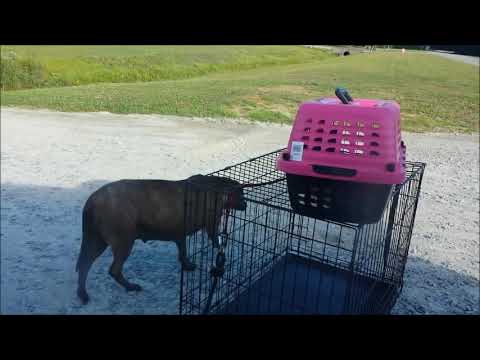 The Rescue of a feral homeless dog and her newborn babies. Lady Blue. Please  subscribe and like.