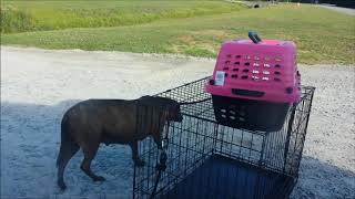 The Rescue Of A Feral Homeless Dog And Her Newborn Babies Lady Blue Please  Subscribe And Like