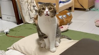 朝からおしゃべりする猫