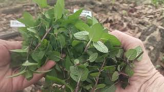Harvesting Chocolate Mint How To Pick Dry Your Chocolate Mint