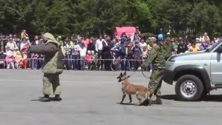 Показательные выступления пограничников на день города в Рачихинске 2015 г wmv